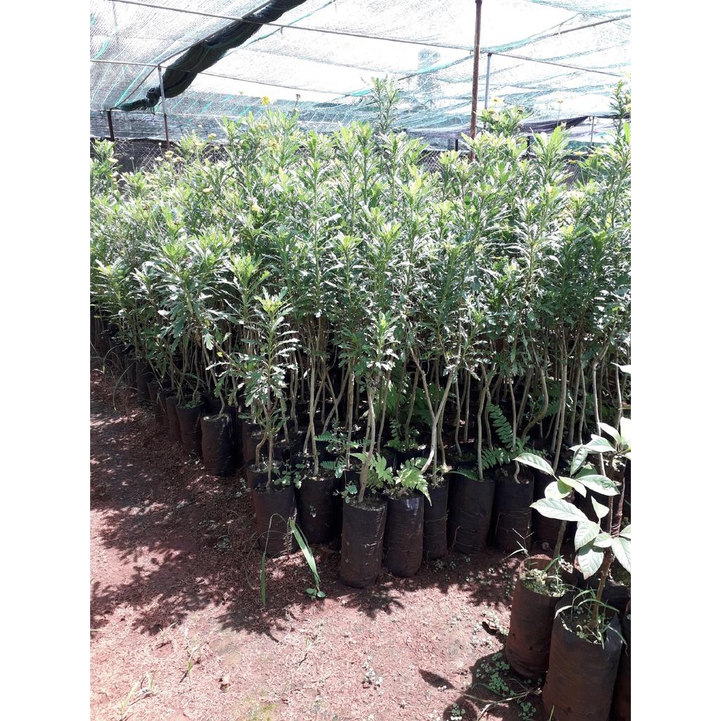 CÂY GIỐNG HOA CÚC THÂN GỖ CAO 1M NHƯ HÌNH