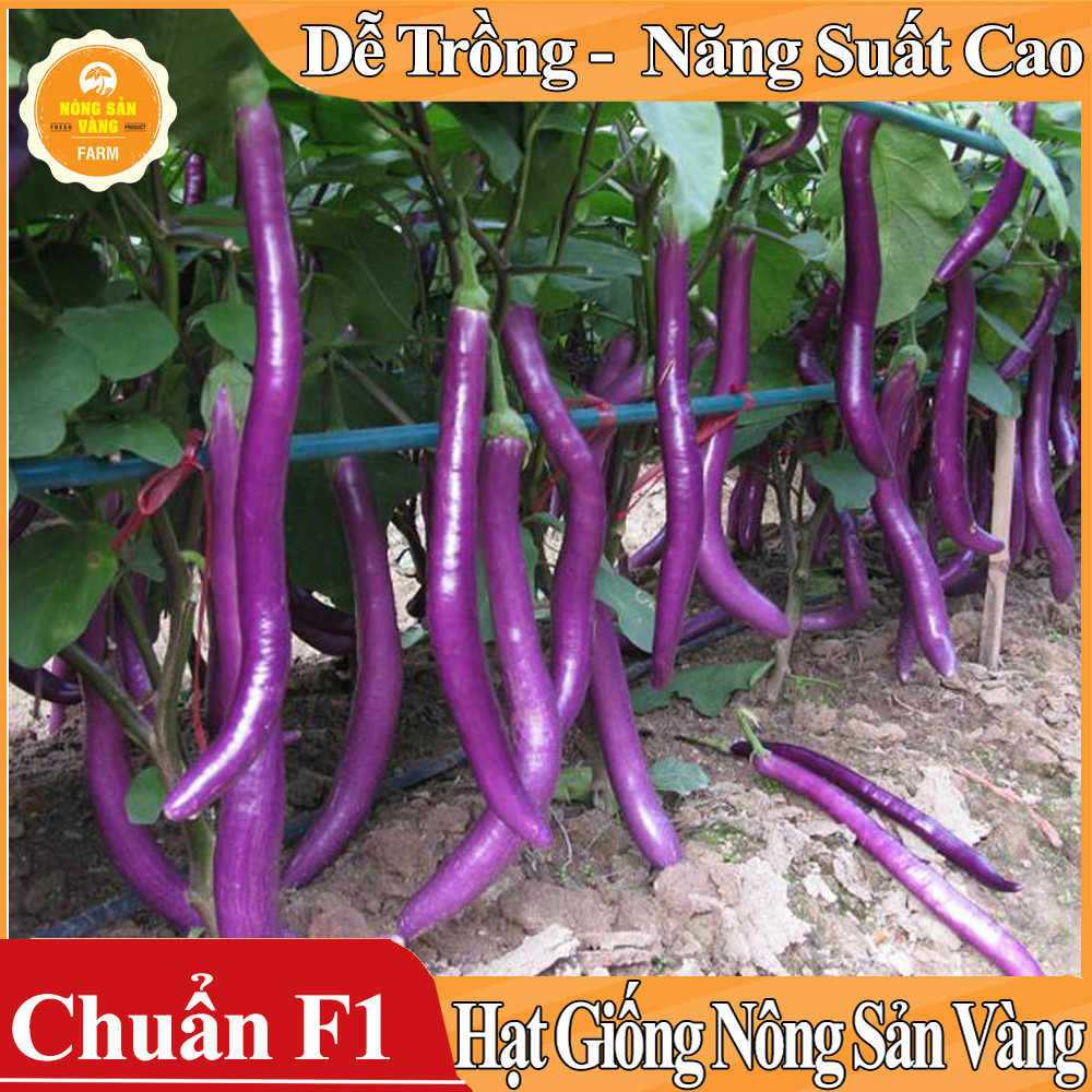 Hạt giống Cà Tím Quả Dài Năng Suất Cao