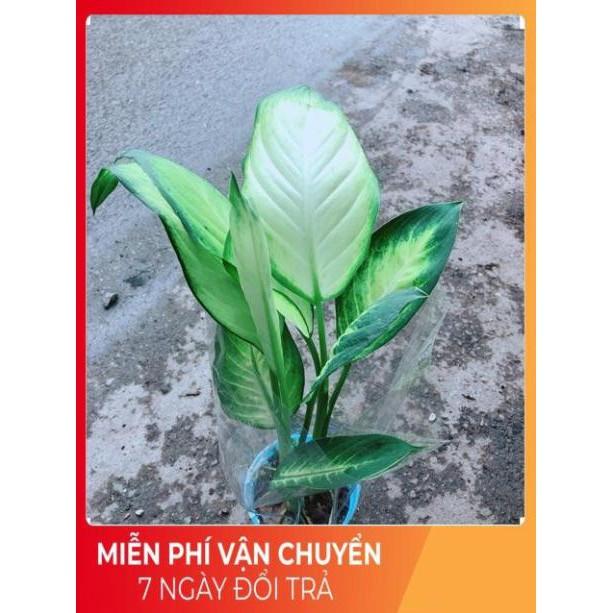 Chậu Vạn Niên Thanh