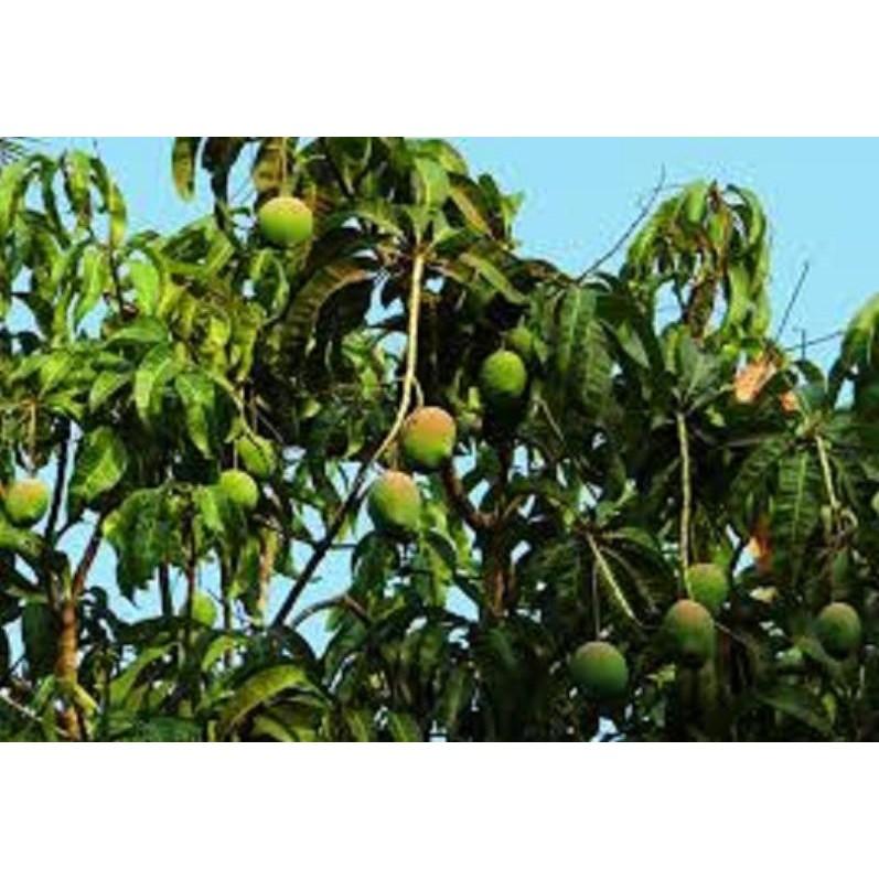 Cây giống XOÀI CÁT HÒA LỘC - Giống chuẩn F1 - Siêu sai quả ngon, ngọt