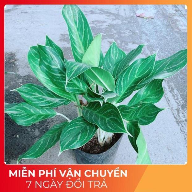 Cây Bạch Mã Hoàng Tử