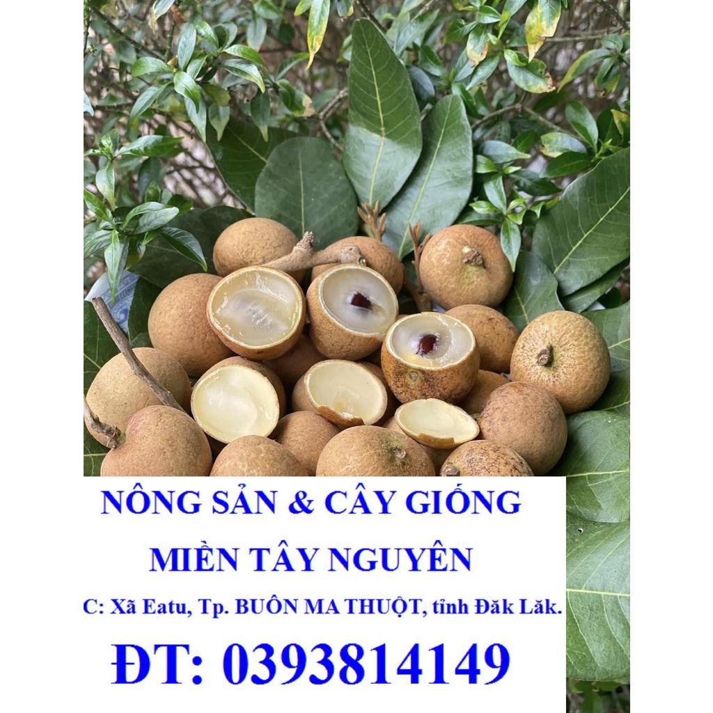 CÂY GIỐNG THANH NHÃN.