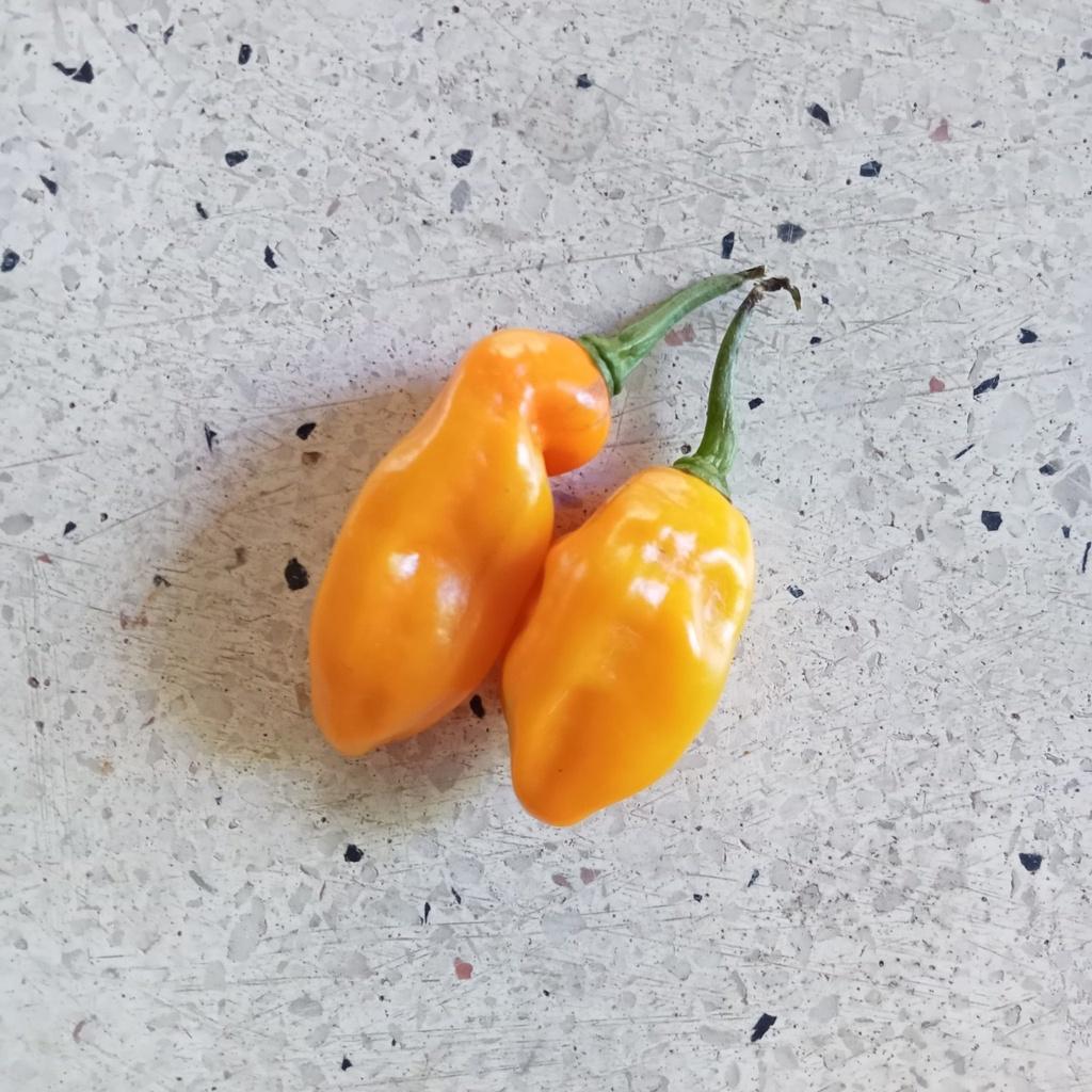 Combo 9 Gói Hạt Giống Ớt Cay