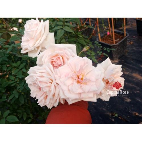 Combo 2 bầu Hồng Đào Cổ – Hồng cổ Việt Nam rất thơm và sai hoa