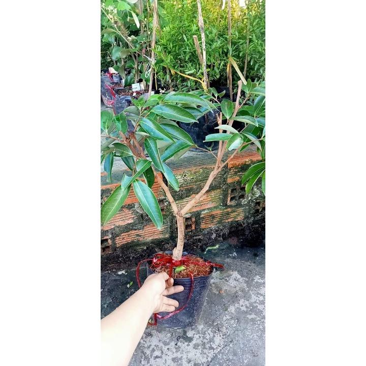 CÂY GIỐNG VẢI KHÔNG HẠT