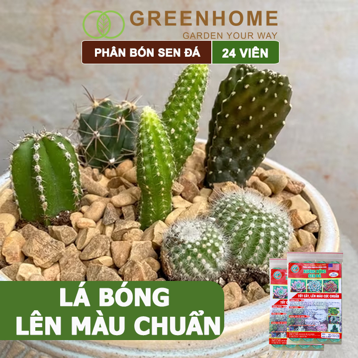 Phân bón sen đá Greenhome, dùng cho xương rồng, cây mọng nước, kích rễ, lên màu chuẩn