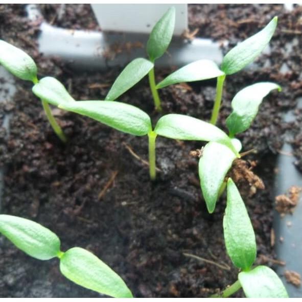 Hạt giống ớt hiểm lai f1 Rado, đóng gói 0.2gr
