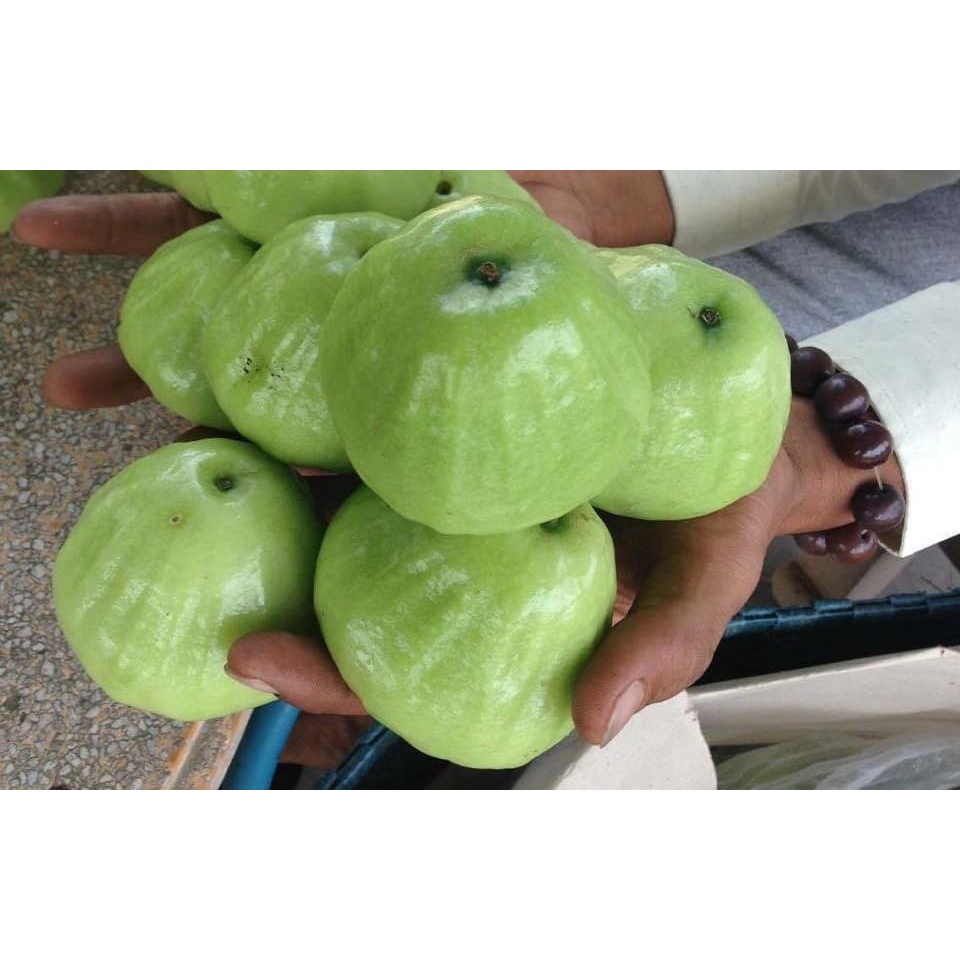 Cây giống mận xanh đường