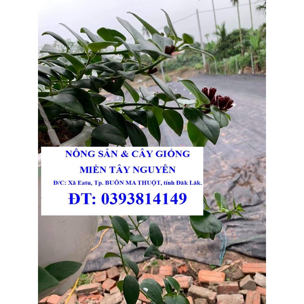 CÂY SON MÔI  - CÂY PHONG THỦY *