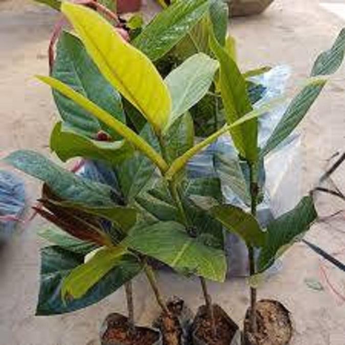 COMBO 2 BẦU CÂY GIỐNG HOA HẢI ĐƯỜNG SIÊU ĐẸP HOA NỞ TẾT