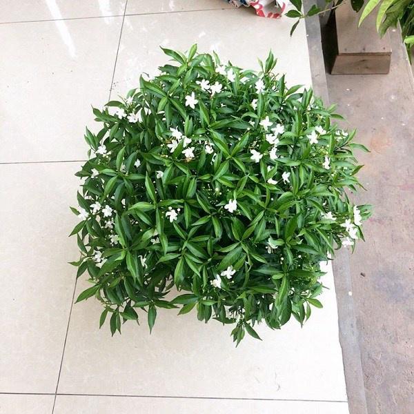 CÂY GIỐNG MAI CHIẾU THỦY LÁ TỨ *