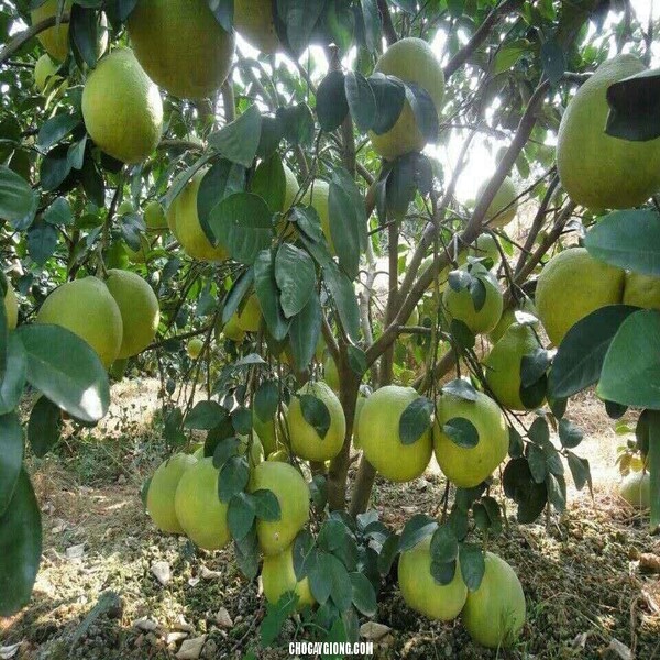 CÂY BƯỞI TỨ XUYÊN