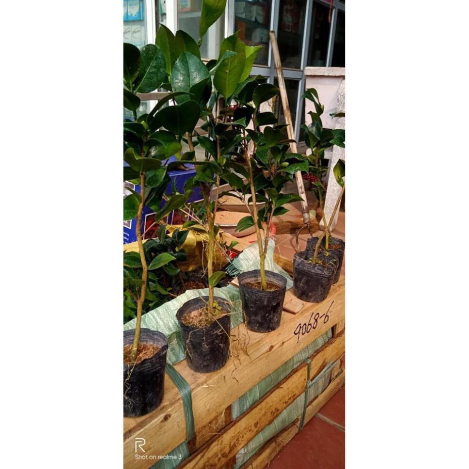 Sản phẩm CÂY GIỐNG HOA TRÀ MY CHUẨN TRÀ TA ƯƠM HẠT