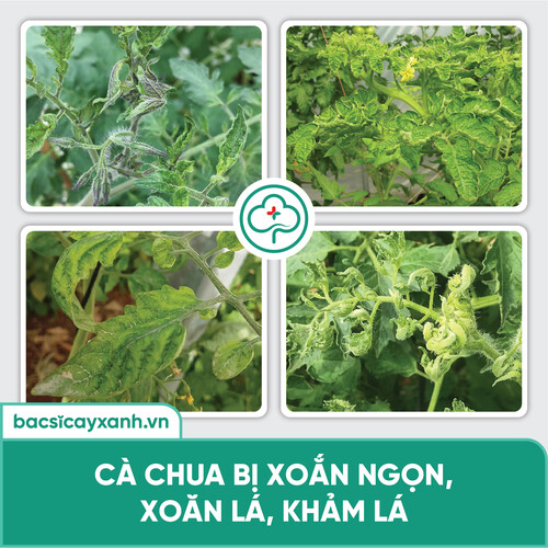 Chế phẩm phòng trị xoăn ngọn, xoăn lá, khảm lá, sượng trái, An toàn sức khoẻ BS05 Movir 100/250ml NSX Bacsicayxanh