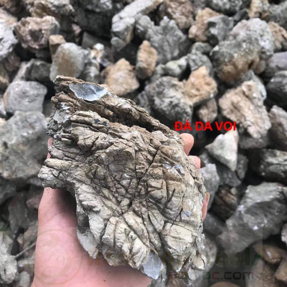 Đá da voi set up trang trí bể thủy sinh