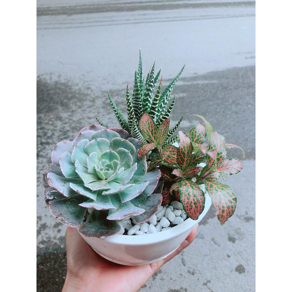 Chậu Sen Đá+Móng Rồng+ Cây Cẩm Nhung