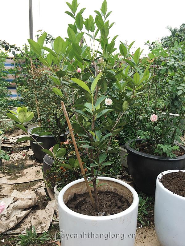 Cây cherry, giống cây cherry sắp quả, gửi nguyên bầu
