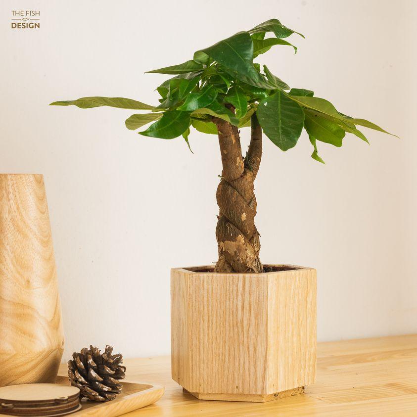 Chậu cây kim ngân xoắn thân phong thủy - có tác dụng thanh lọc không khí, sinh tài lộc giữ của cải, hợp với người mệnh Mộc và mệnh Hoả | size L| The Fish Design