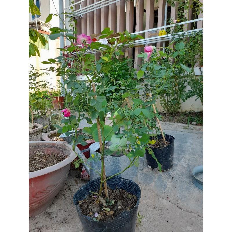 Hoa hồng Sheherazad- cây trưởng thành