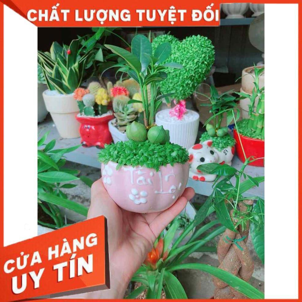 Chậu cây may mắn Nhiều Người Mua