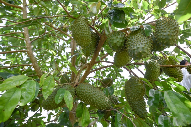1 KG LÁ tươi MÃNG CẦU XIÊM THÁI [ MÃNG CẦU GAI .