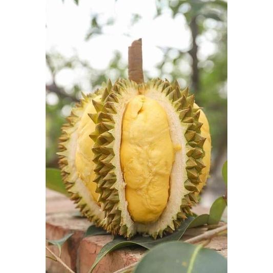 CÂY GIỐNG SẦU RIÊNG RI6 CHO TRÁI SỚM
