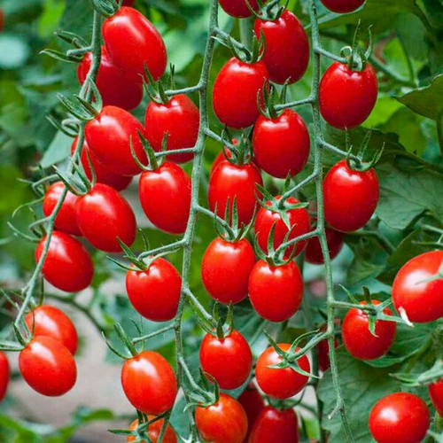 Hạt Giống Cà Chua Cherry Đỏ,Loại Quả Giàu Vitamin A, C và K Rất Tốt Cho Sức Khỏe, Trồng Được Quanh Năm (Gói 20 Hạt) - Nông Sản Vàng