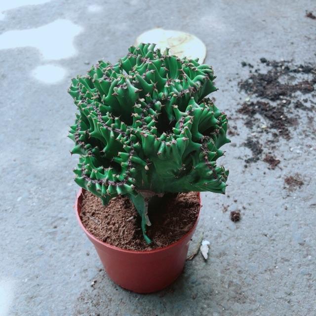 Xương Rồng Vạn Lý