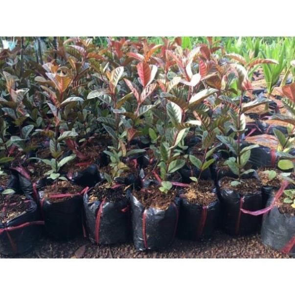 Sản phẩm ỔI TÍM MALAIXIA CHUẨN GIỐNG