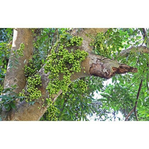CHẬU SUNG THẾ , GIỐNG SUNG NẾP SIÊU QUẢ- MANG ĐẾN SỰ SUNG TÚC, ĐẦM ẤM, ĐỦ ĐẦY CHO GIA CHỦ - CGSTCNSQ