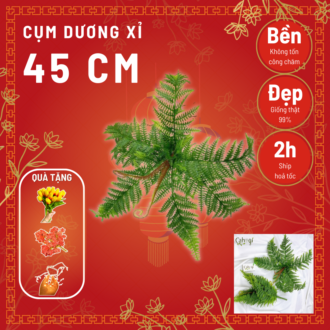 Dương xỉ trang trí
