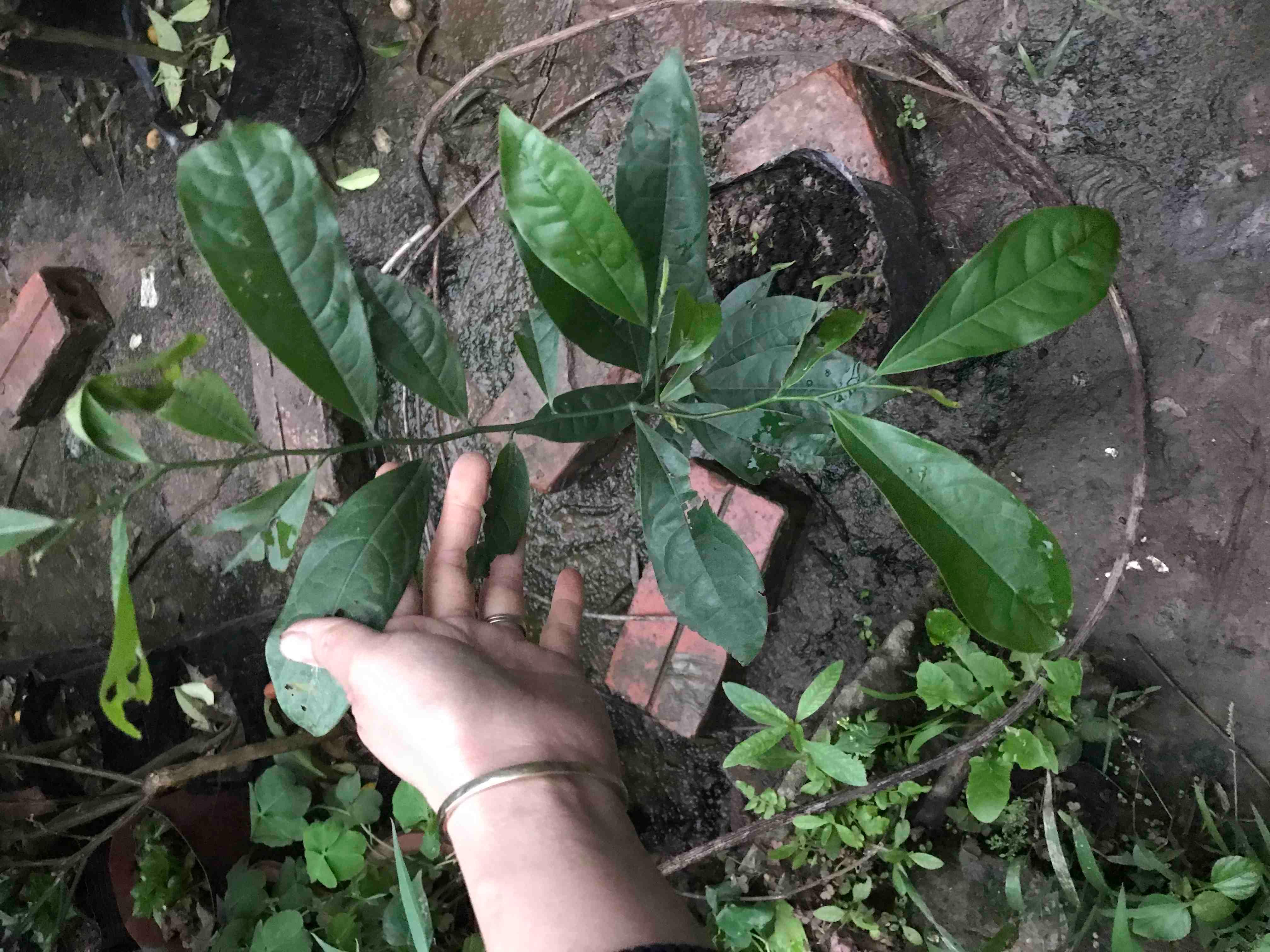 Cây hoa Móng Rồng cây đẹp chuẩn giống
