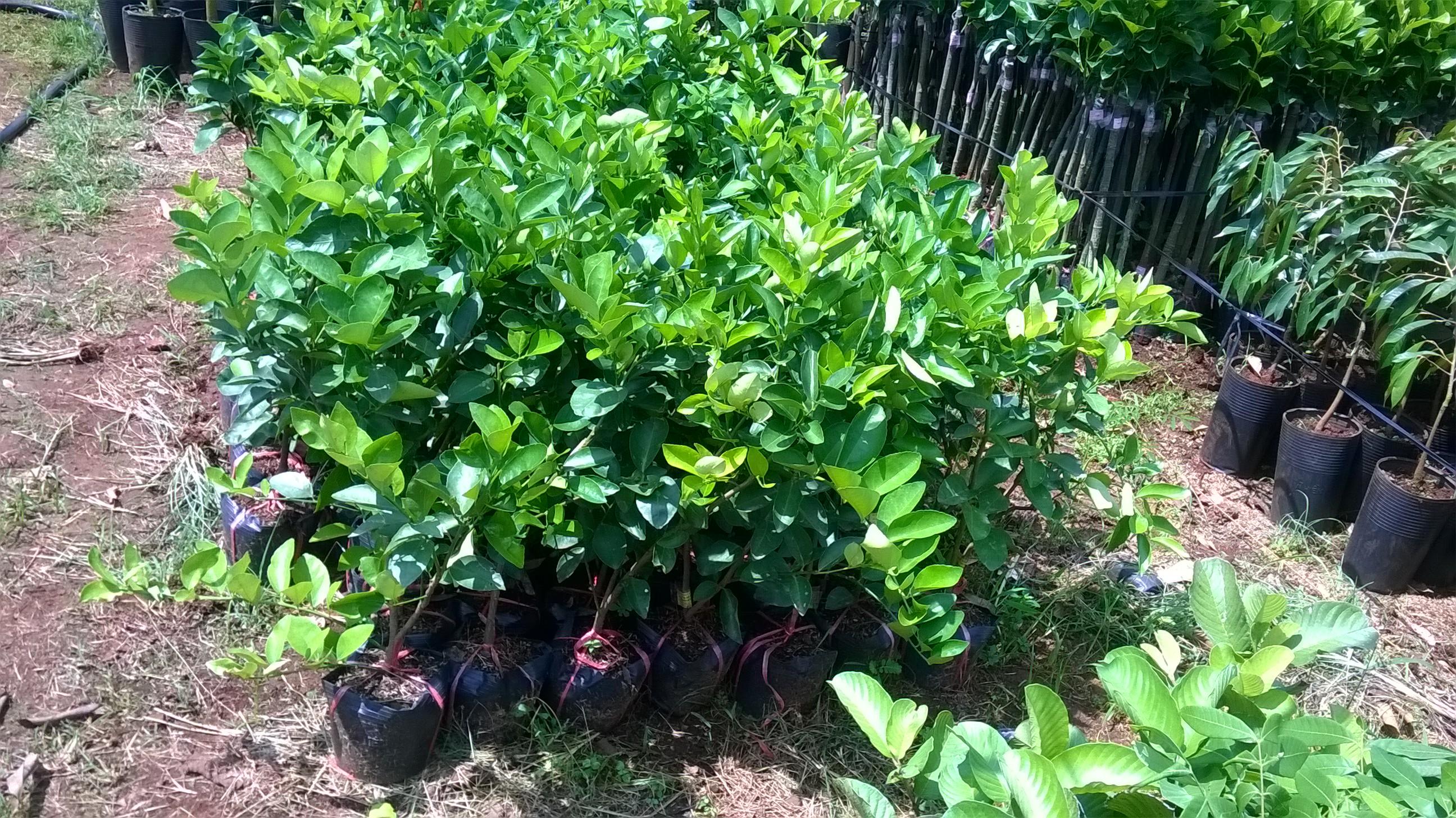 CÂY GIỐNG CHANH KHÔNG HẠT SIÊU SỚM