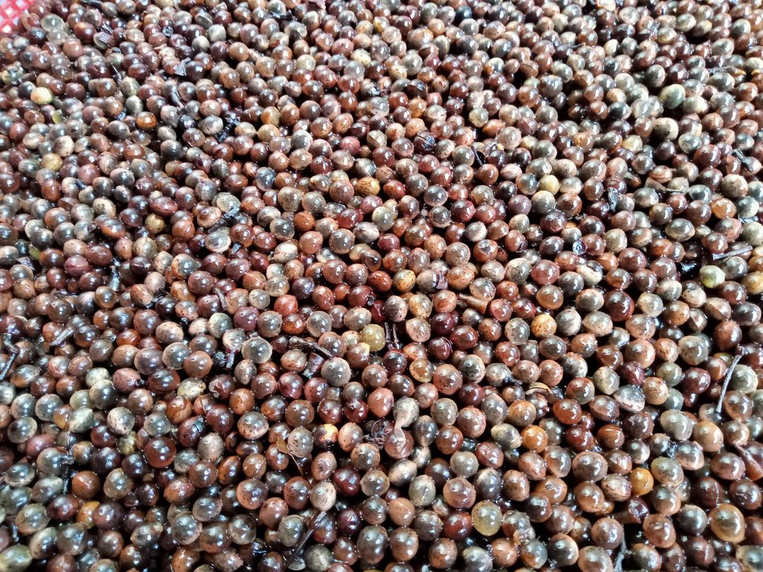 Hạt giống cây long não - 1kg