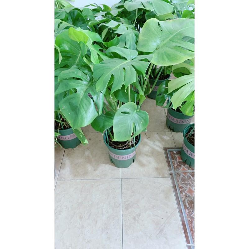 Trầu Bà Lá Rách