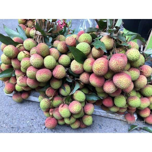 Cây giống VẢI THIỀU CHIẾT Cây giống chuẩn F1 gửi đi nguyên bầu