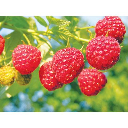 Cây phúc bồn tử - cây cảnh vườn + tặng phân bón cho cây