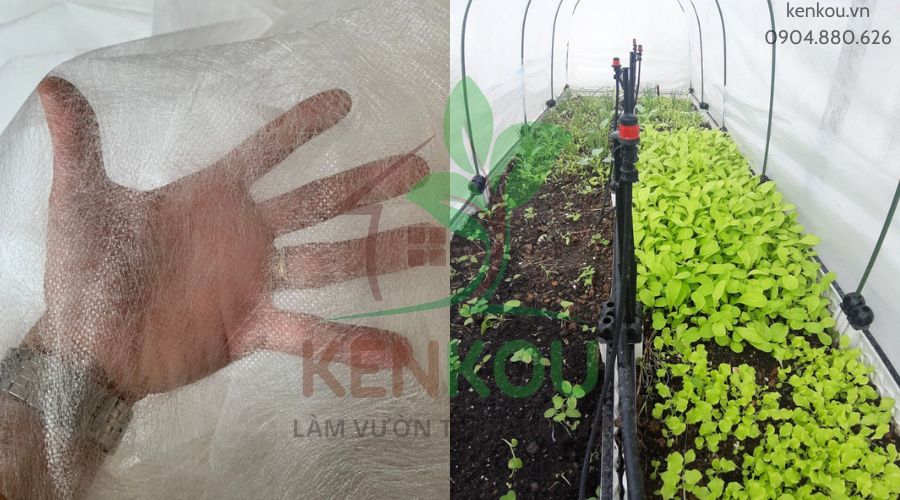 Màng phủ rau Vải không dệt khổ 2.1m x dài 10m Passlite, Paopao Nhật Bản, ngăn sương, ngăn mưa, giữ ấm, thông t
