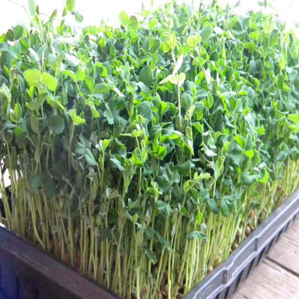 Hạt giống mầm đậu hà lan ( gói 100 hạt ) siêu dễ trồng kháng bệnh tốt năng suất cao cửa hàng hạt giống uy tín