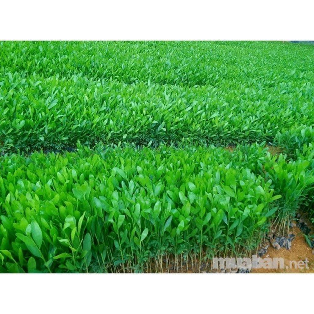 Giống Cây Keo Lá Chàm lấy gỗ- 10 cây