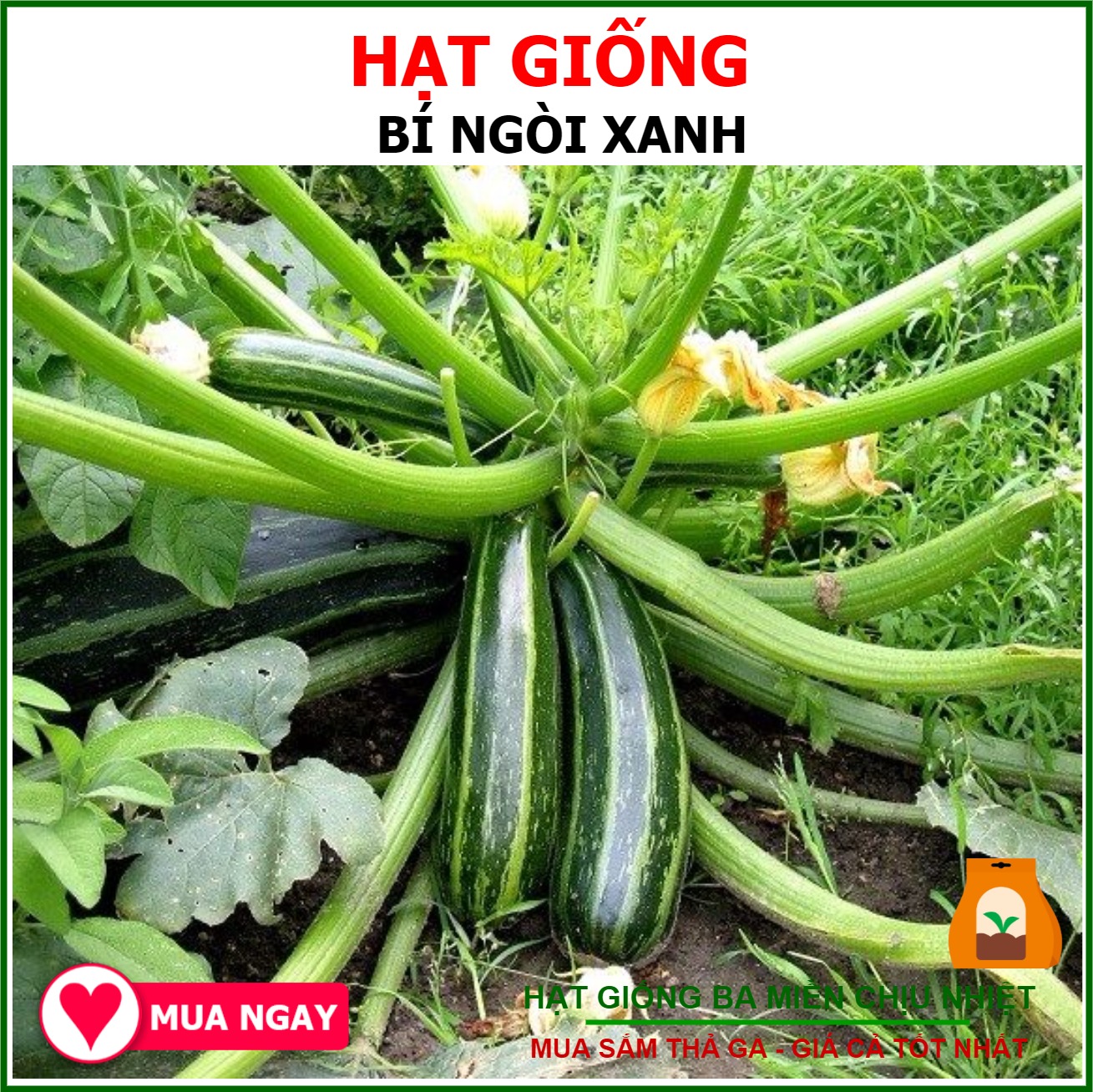 Hạt Giống Bí Ngòi Xanh Gói 2gram Sen Vàng