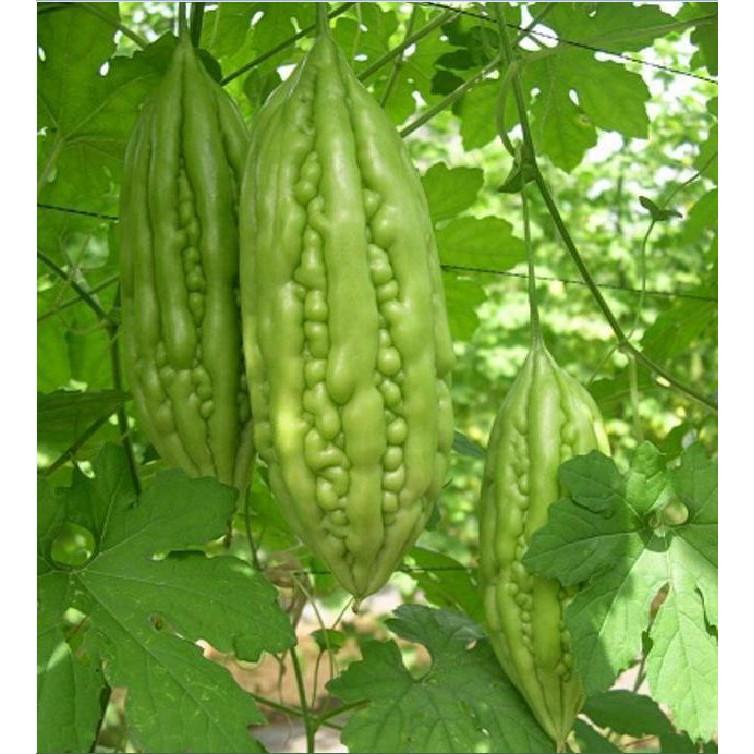 Hạt giống khổ qua mỡ ta 1 gói 10 hạt