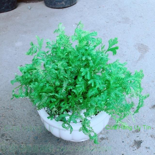 Chậu Rêu Xanh
