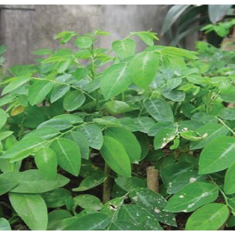 Hạt Giống Rau Ngót - gói 1gram
