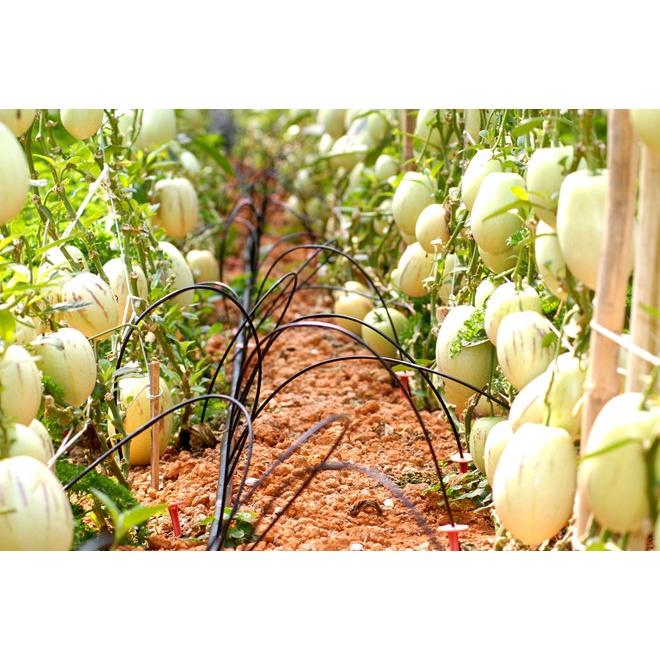 Gói 4 Hạt giống dưa Pepino Nam Mỹ F1 - nảy mầm tốt, quả thơm ngon, trái ngọt - hạt tuyển chọn chất lượng cao