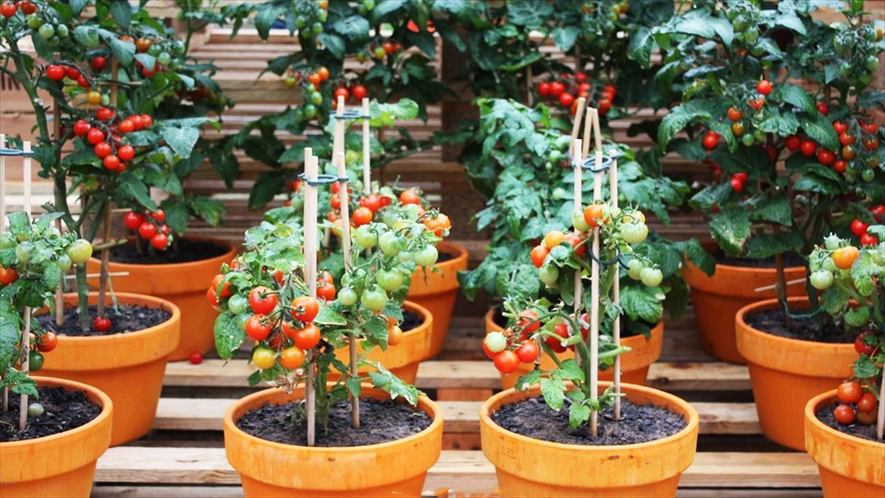 Cây giống cà chua bi