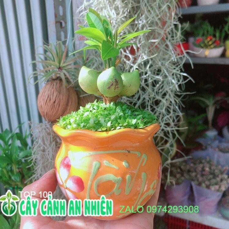 Chậu Cây May Mắn Tài Lộc