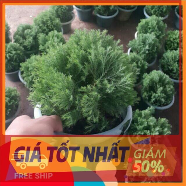 Cây Tùng bồng lai