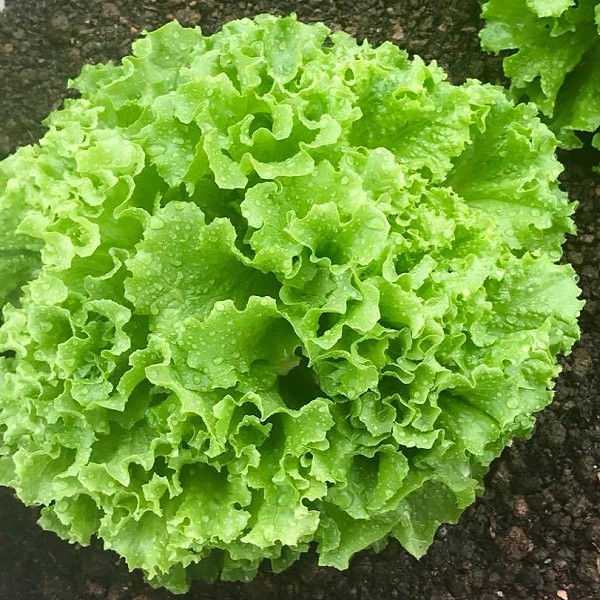 5Gr Hạt Giống Xà Lách Xoan Xanh
