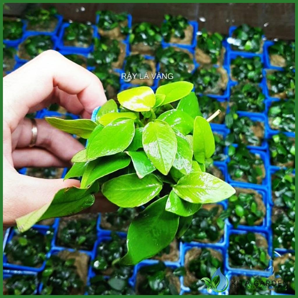 Cây Thủy Sinh Ráy Petite - Nana - Ráy Lá Vàng | Cây Thủy Sinh Không Cần Co2, Dễ Trồng